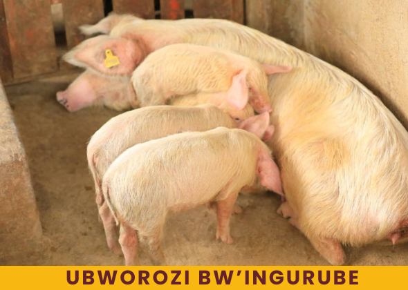 UBworozi bw’inkoko (1)