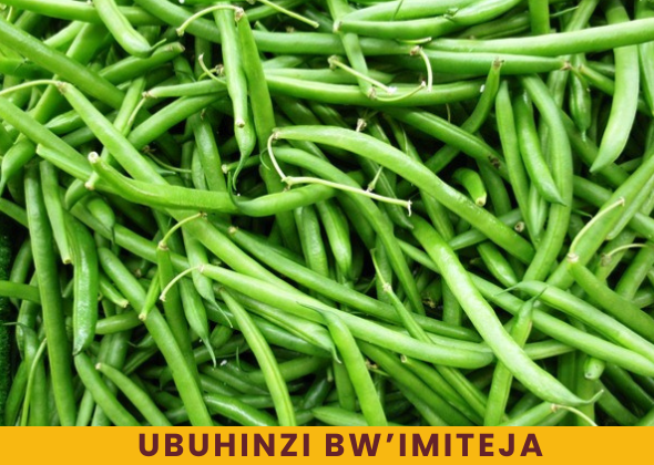 UBworozi bw’inkoko (3)