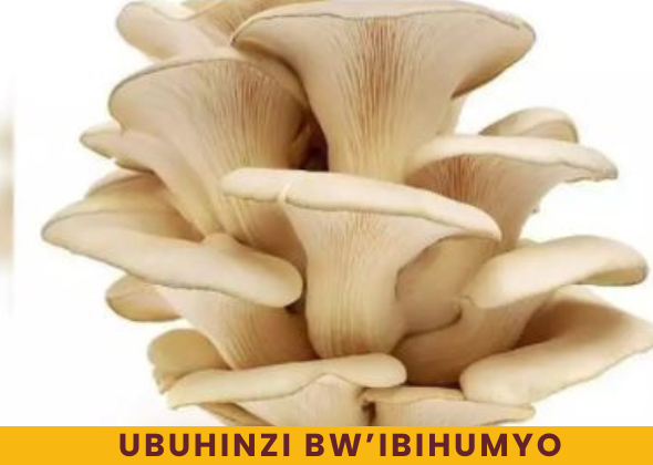 UBworozi bw’inkoko (4)