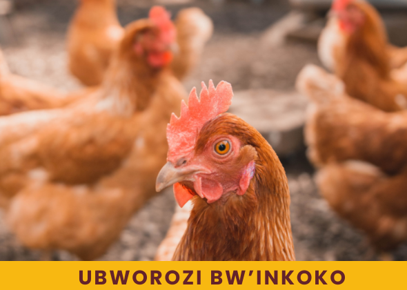 UBworozi bw’inkoko